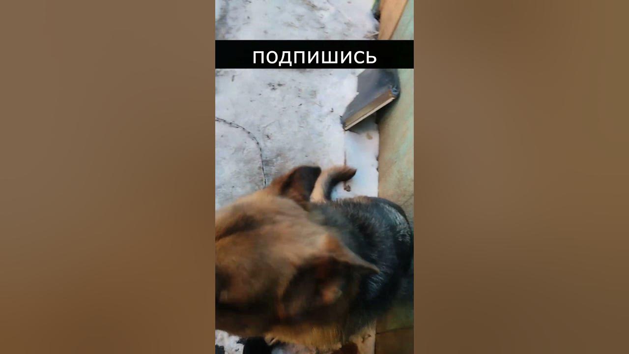 собачка лижет руку снимающей - YouTube