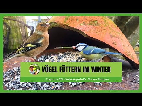 Video: Was soll ich Winterrotkehlchen füttern – Pflege von Rotkehlchen in meinem Garten durch den Winter