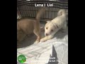 Lena i Lizi