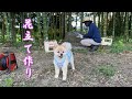 父親の「花立て作り」を見学するポメラニアンのポメくん