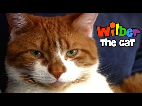 Wilber the Cat (Episode 1)