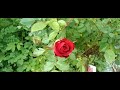 # 184 , Cześć tu Jarosław 🌹🌹,,,Nowe nabytki do ogrodu 🌿🌹🌿.