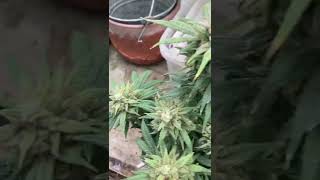 Uk indoor Auto 🍇🍇x SkyWalker