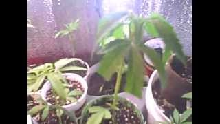 my first grow box week 6