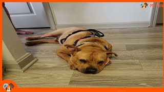 #dog #dogs #pets After waiting for 10 months His promised family didn’t come by My Pets 489 views 2 years ago 1 minute, 47 seconds