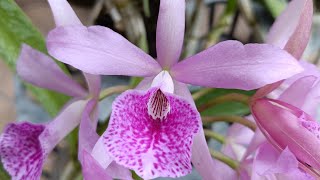 Si Cattleya ayu banget cattleyaorchids orchid anggrek tissueculture indonesia
