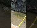 Japanese Catfish Fishing with Bamboo Rod 🎋#釣り #fishing #ナマズ #ナマズ釣り #catfish #多魚種アングラー