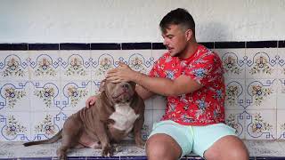 American Bullypocket Extreme Kant Primera Parte