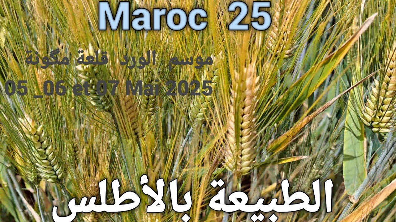 الطبيعة الساحرة بالأطلس ربيع  2025🌹 ما بين جماعة  تباروشت  و جماعة  تگلفت بأزيلال ❤️ belle nature ♓️