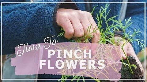 How To Pinch Flowers: Pinching Snapdragons, Cornflowers and Cosmos