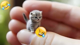 😂😍 Best Cats Videos 🤣😂 Funniest Animals # 13