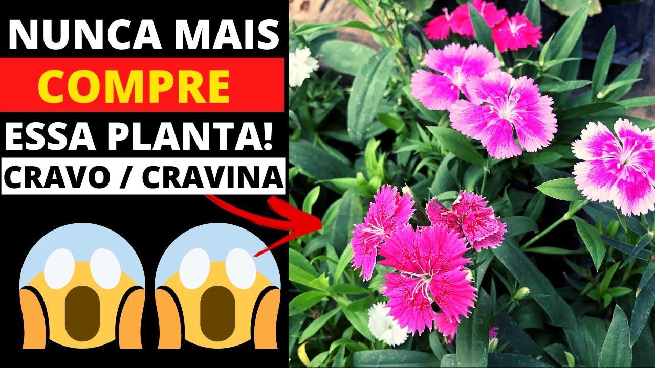 🔴 NUNCA MAIS COMPRE MUDA CRAVO [CRAVINA] SEM SABER DISSO! 😱 - thptnganamst.edu.vn