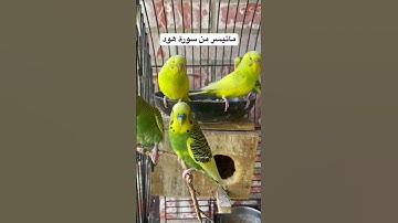 #سورة_هود #هشام_الهراز #المصحف #قرآن #العراق #صلاة #اكسبلور #طيور #quran #birds #budgies #texas #us