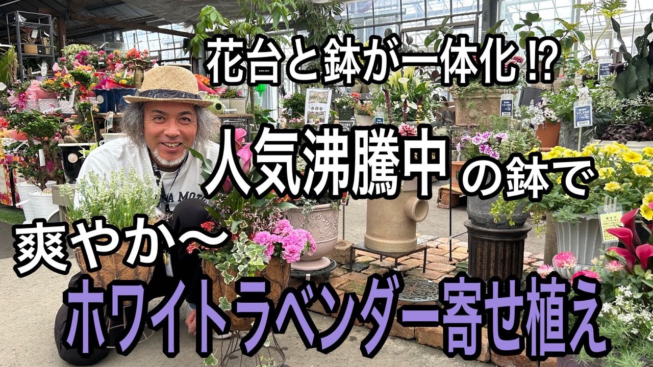 花友フェスタに負けないぞ！？春の爽やかホワイトカラーのお花をおすすめ鉢で素敵に寄せ植え！香るガーデニング(園芸)を楽しむ♫