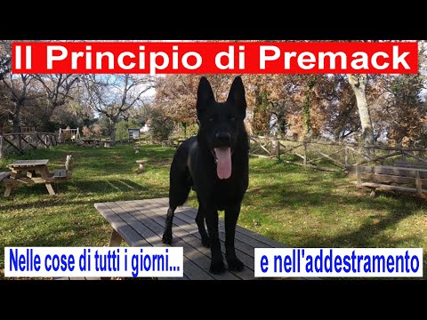 Video: Come usare il Principio Premack nell'addestramento del cane