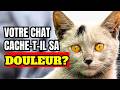 URGENT! 15 signes que votre chat vous cache sa douleur