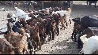 . 4 To 6 Months. Mel And Female. V. K Goat Farm Rajasthan Nagaur. 77289 45836