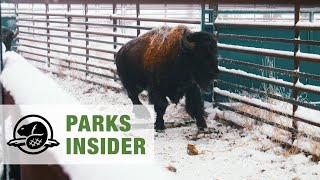 Return of bison to Grasslands National Park