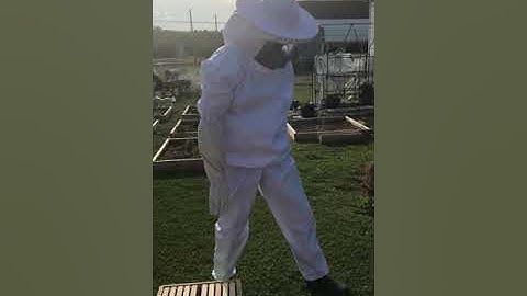 Installing package of bees no shake method