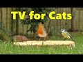 Cat TV ~ Videos for Cats to Watch Birds and Mice ⭐ 8 HOURS ⭐