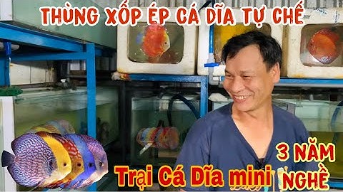 Thăm trại mini nuôi Cá Dĩa sinh sản của A Cường -Thái Salem vê lốc