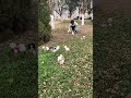 Where did the teacup dog go? #cute #pets #funny