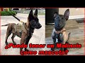 Pastor belga MALINOIS🐕‍🦺