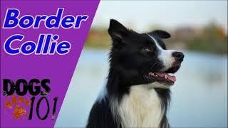 Dog 101  Border Collie