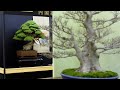 Top 20 Bonsai Trees