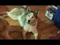 #shorts Dumpster Salvaged Dog Toy For A Siberian Husky