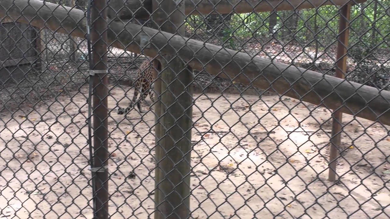Lafayette zoo YouTube