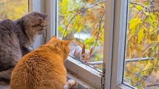 Осторожно, Белка! Забрать корм у кошки и подразнить! Осторожно, Белка! Забрать корм у кошки и подразнить!
