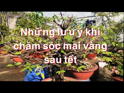 #2023 Những lưu ý chăm sóc mai vàng tháng giêng // 20-1 âm lịch