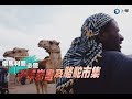 索馬利蘭必遊　千年岩畫及駱駝市集