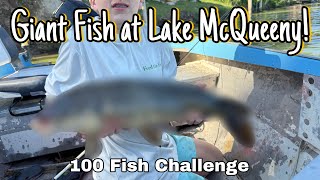 Giant Fish at Lake McQueeny ! (100 Fish Challenge)