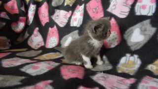 Exotic Shorthair Kitten Blue and White 4 weeks old by Chustmi 510 views 10 years ago 2 minutes