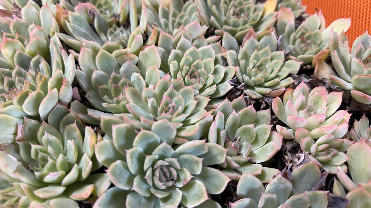 多肉植物】多肉植えながら今後の計画とか話す！！ 2025.10.03 - YouTube