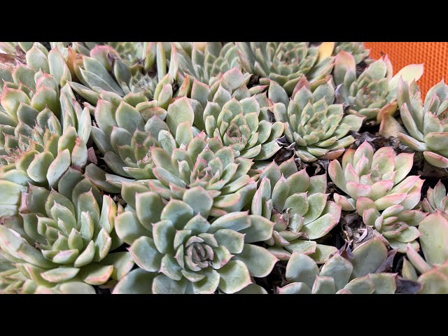 多肉植物】多肉植えながら今後の計画とか話す！！ 2025.10.03 - YouTube