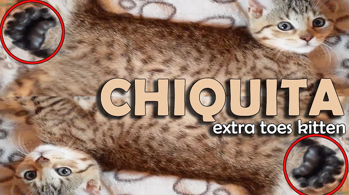 Video 664751: bengal egyptian mau, egyptian mau kittens, female bengal kitten, mix kitten, kitten eating food, polydactyl kitten