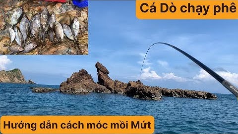 Câu Cá Biển Tự Nhiên, Câu Ghềnh, Câu Cá Dò. TÝ FISHING ( Vietnamese fishing ).