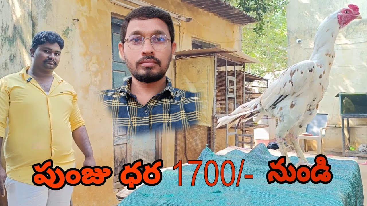 ఈరోజు పుంజు ధర 1700 నుండి @S K N Vlogs