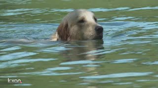 Pet owners beware of toxic blue-green algae blooms in area lakes