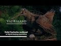 VADKALAND (5.rész) - Erdei Szalonkázás