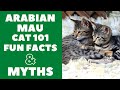 Arabian mau cats 101  fun facts  myths