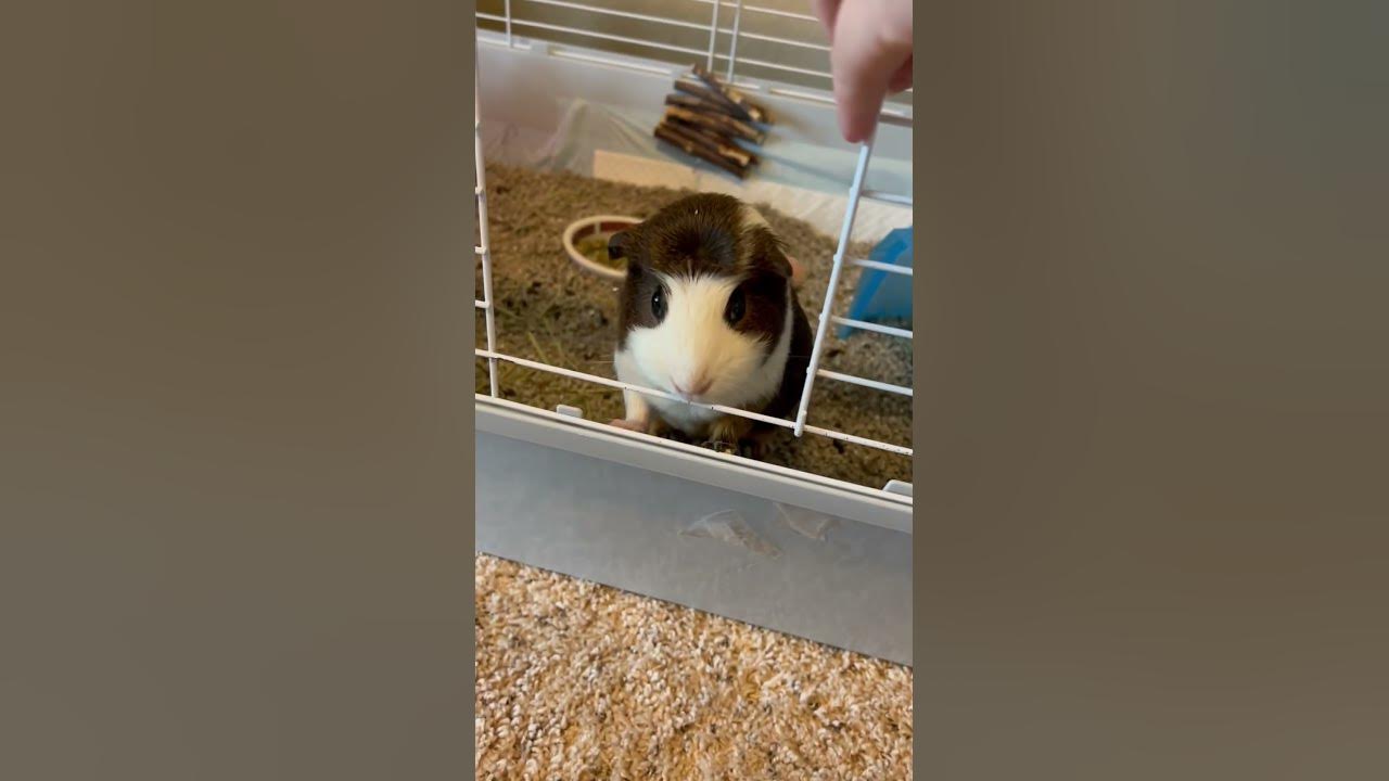 Why are guinea pigs so cute ♡´･ᴗ･`♡ YouTube