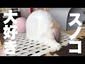 スノコの上が、大好きなみみた！！ホーランドロップ うさぎ  Holland Lop  Rabbit ＃177