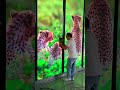 Testing of outdoor P2 display screens in workshops.#ledscreen #leddisplay #ledwall #shorts