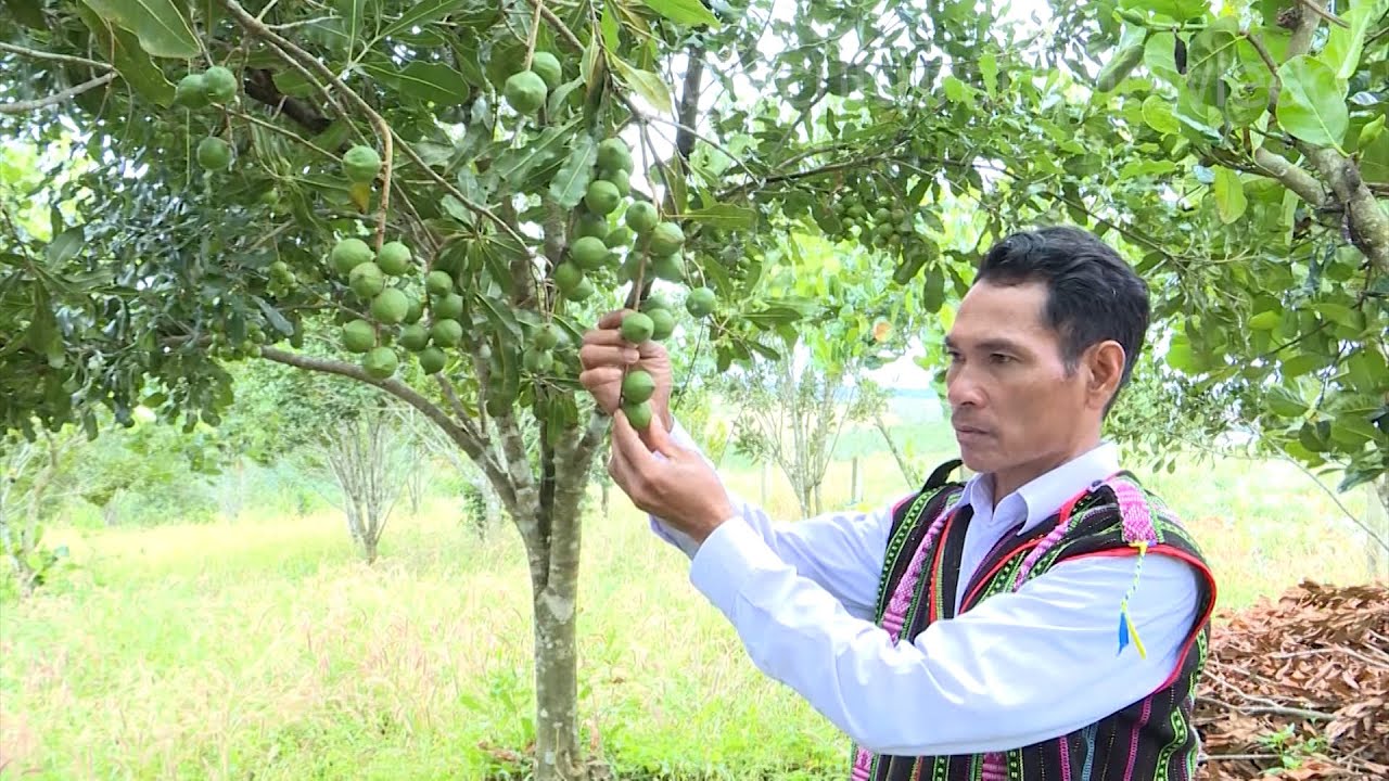 Becoming wealthy through macadamia cultivation | agricultural knowledge
