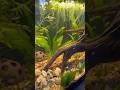 “Fungal Disaster Strikes Cherry Shrimp Habitat: Road to Recovery” #cherryshrimp #fish #aquariumcoop