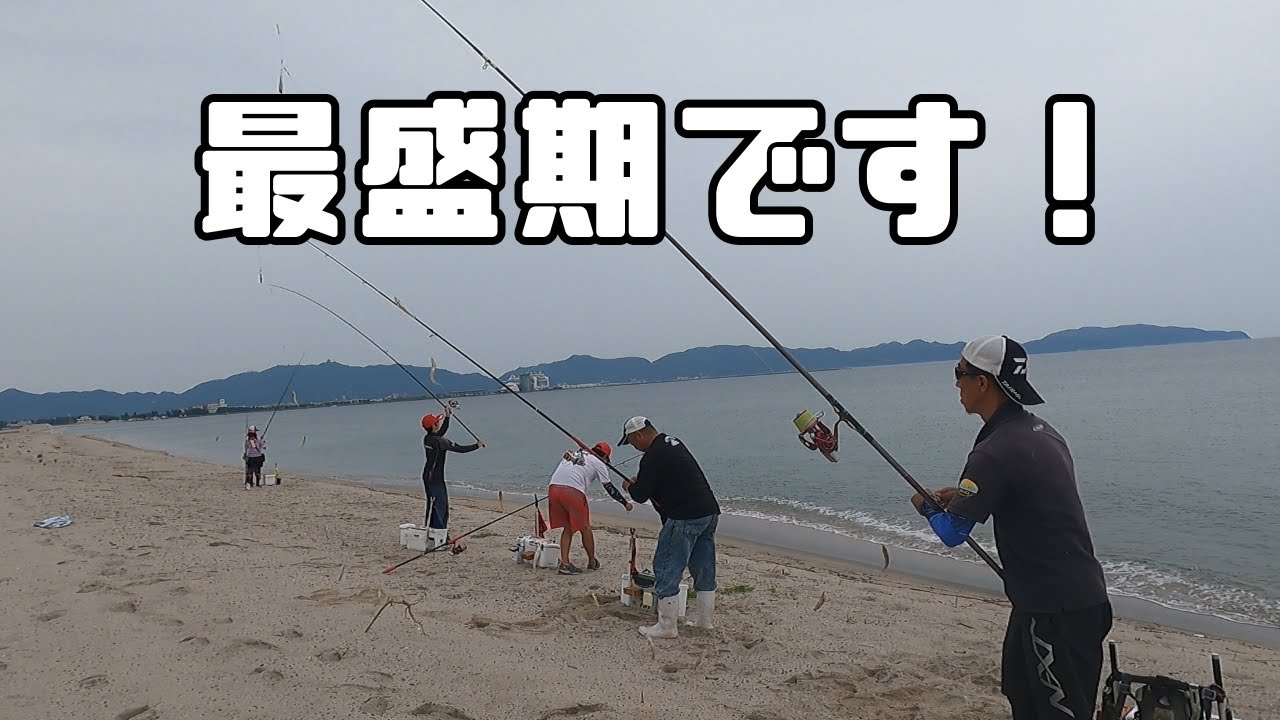 新旧交代？最盛期弓ヶ浜！　怒涛の連掛けでどれだけキス釣るの？